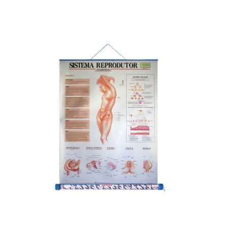 MAPA SISTEMA REPRODUTOR...