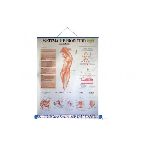 MAPA SISTEMA REPRODUTOR FEMININO