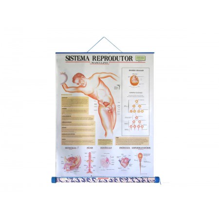 MAPA SISTEMA REPRODUTOR...