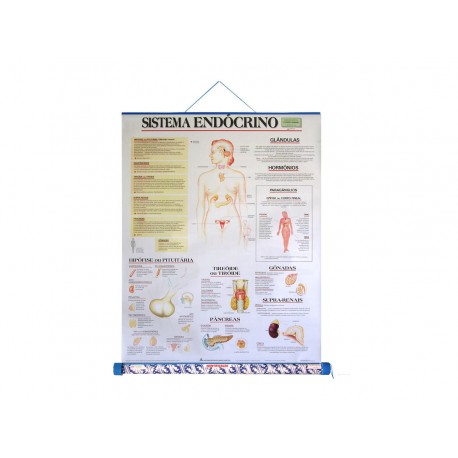MAPA SISTEMA ENDOCRINO-TUBO