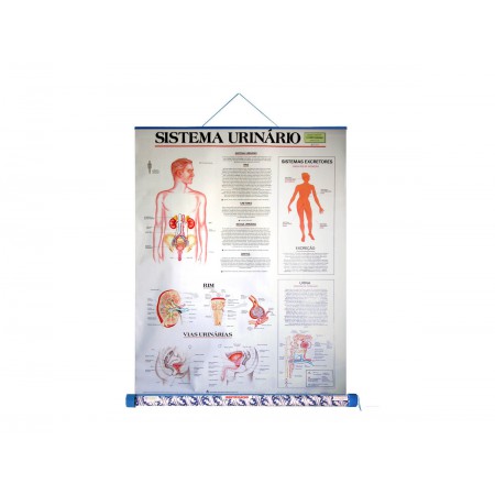 MAPA SISTEMA URINARIO-TUBO
